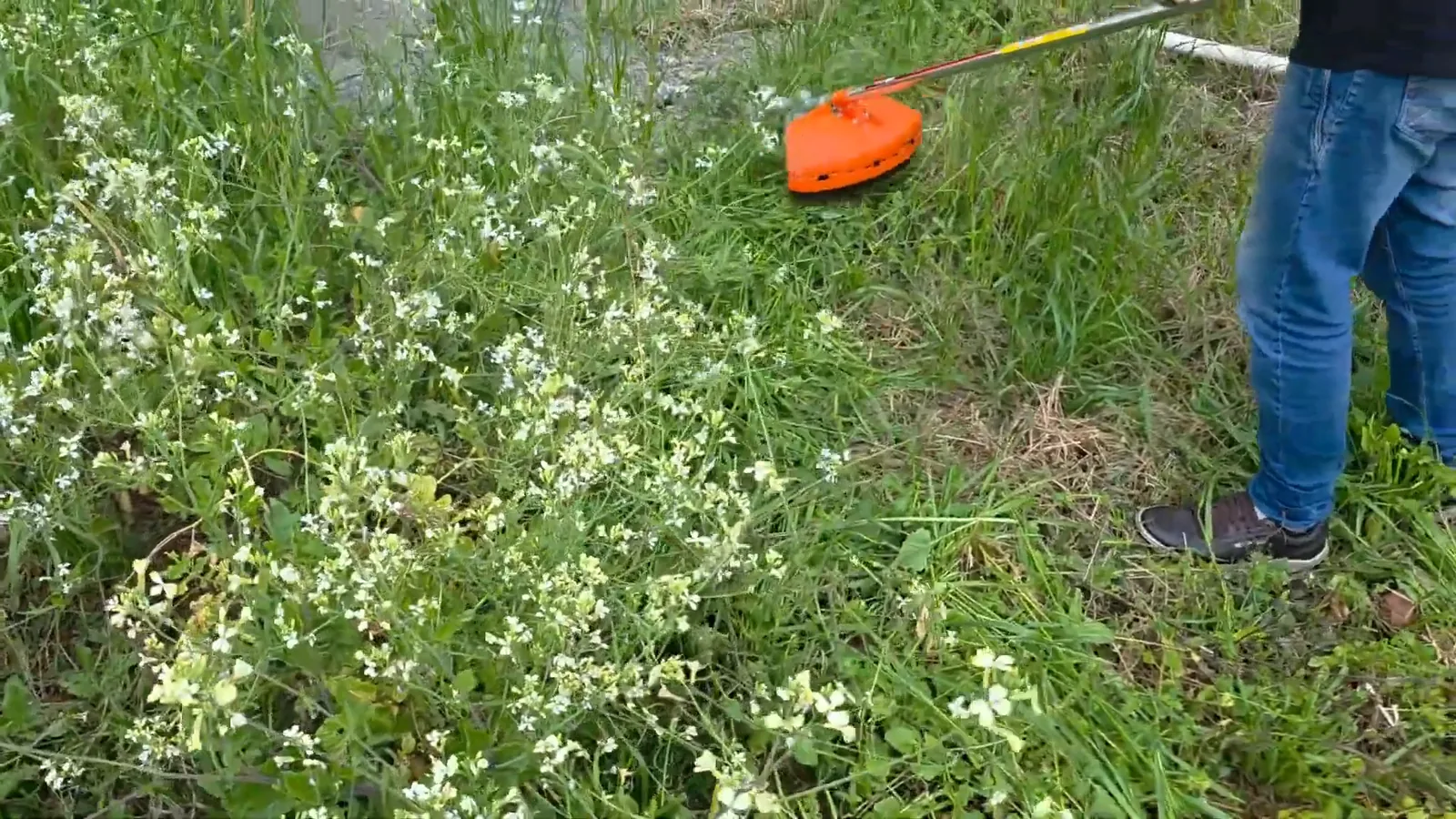 Roçadeira a gasolina eliminando mato alto e vegetação no terreno