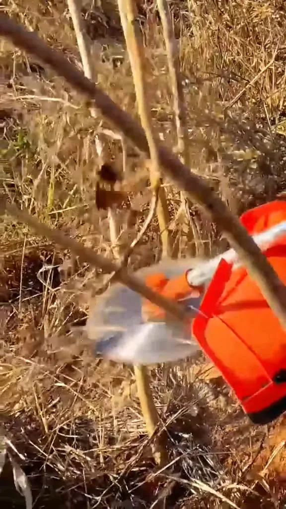 Roçadeira a gasolina cortando caules finos com disco de serra