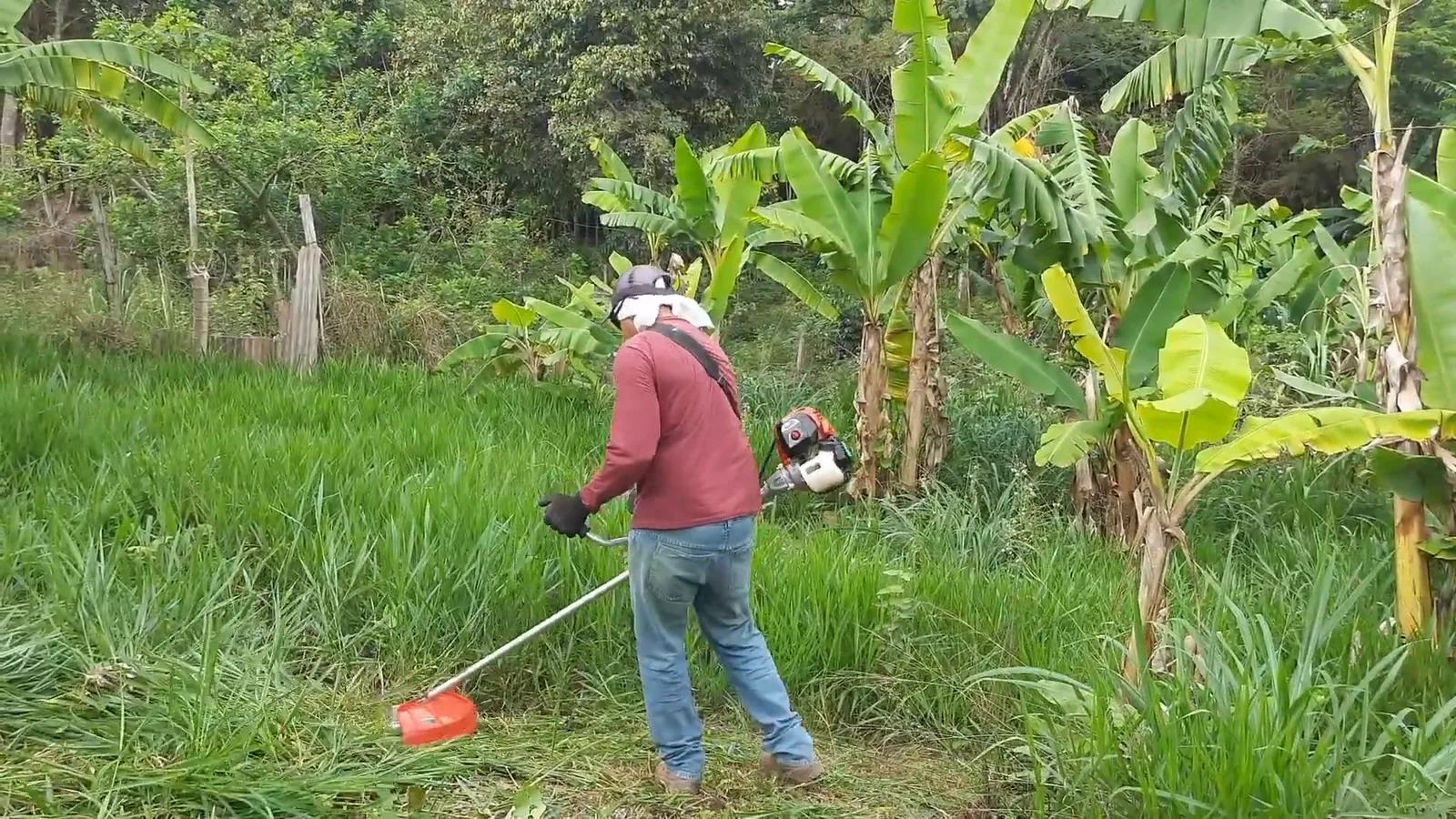 Roçadeira a gasolina cortando capim denso em terreno plano