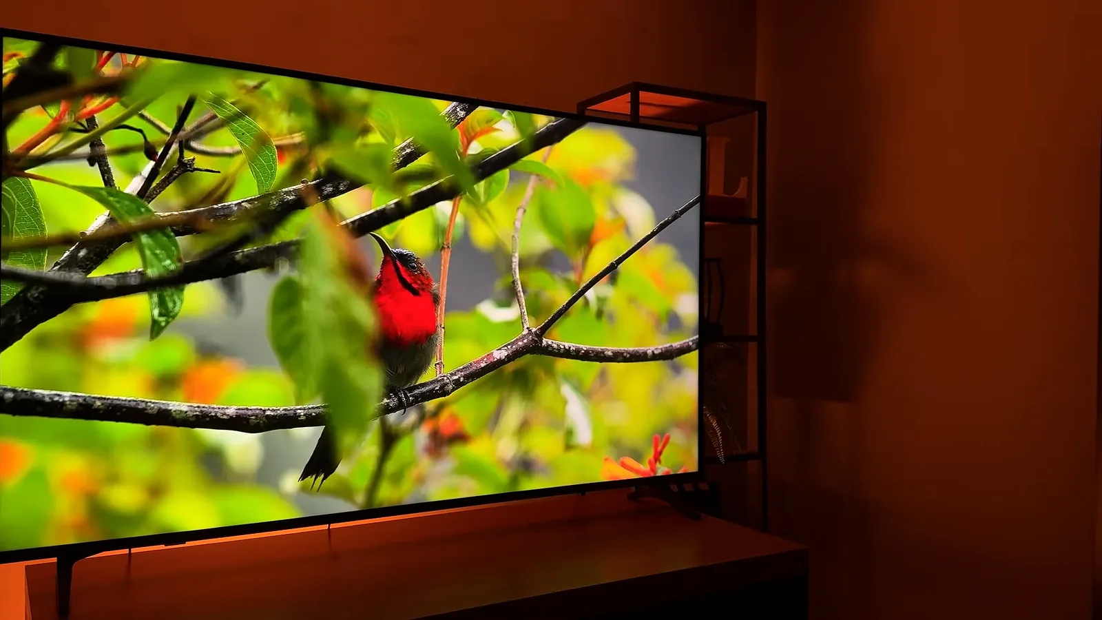 Smart TV LG QNED73 exibindo imagens com cores vívidas da natureza