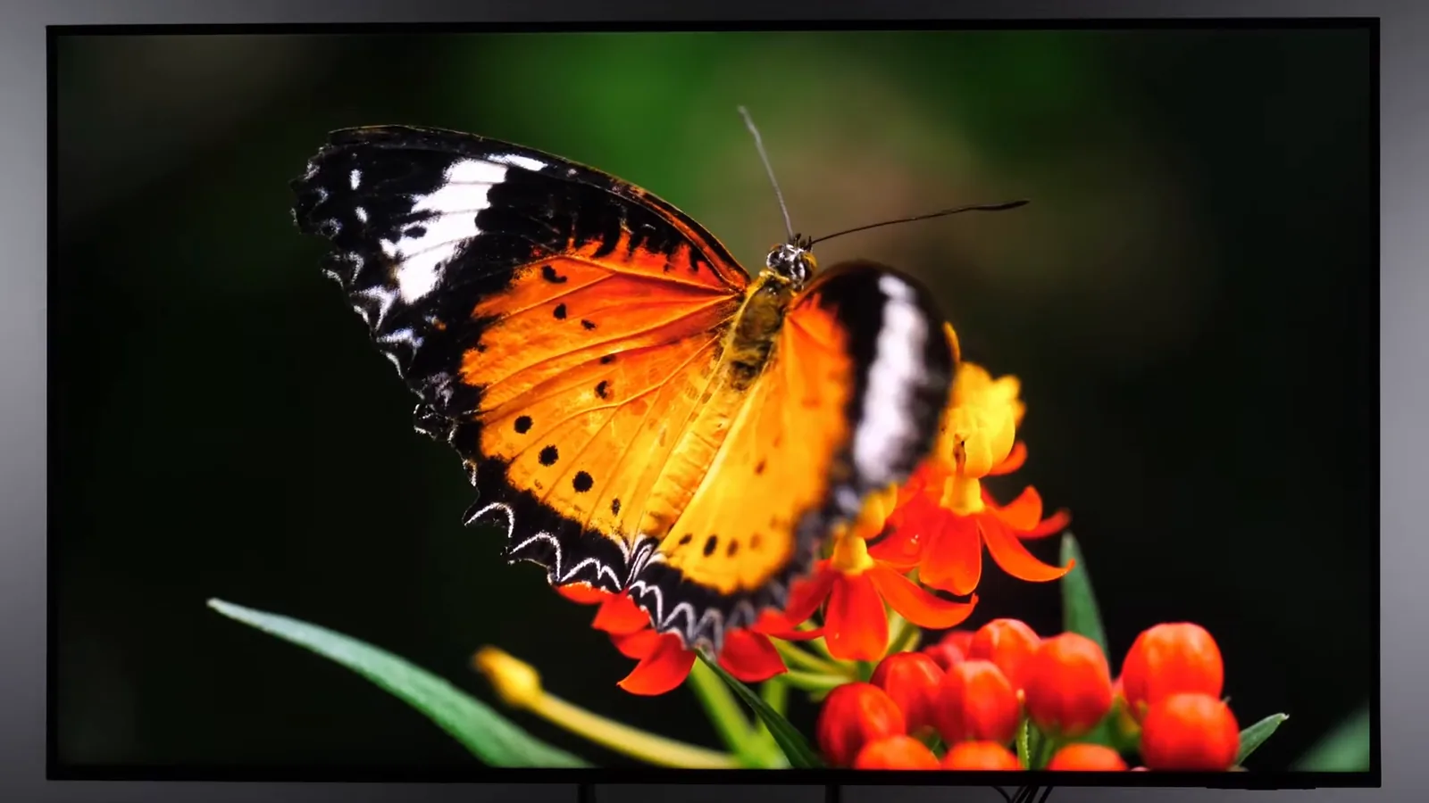 Smart TV Samsung exibindo imagem de borboleta com cores vivas e nítidas